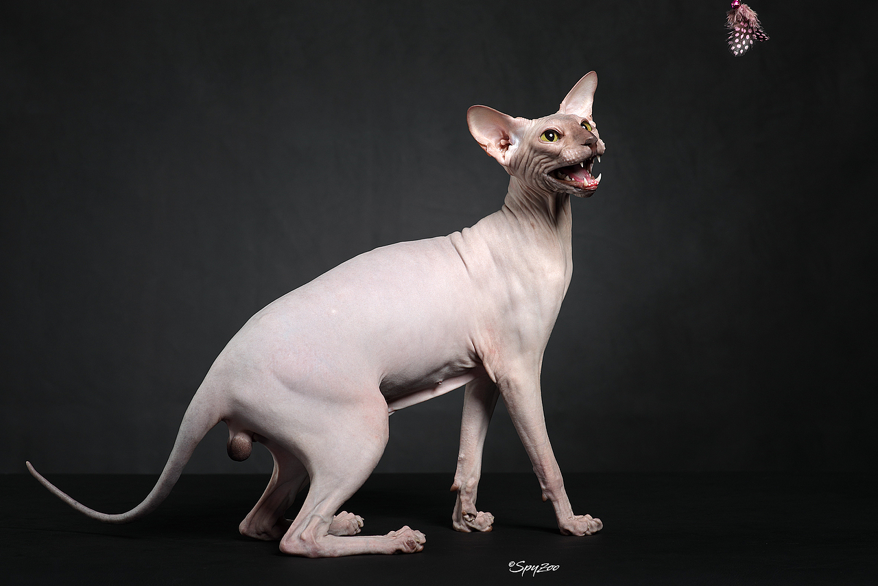 SPYZOO猫赛猫照片之「斯芬克斯无毛猫」（图ZMTY0MDc1NjQ0） - 宠物摄影 - 站酷设计师spyzoo原创素材 - 站酷ZCOOL