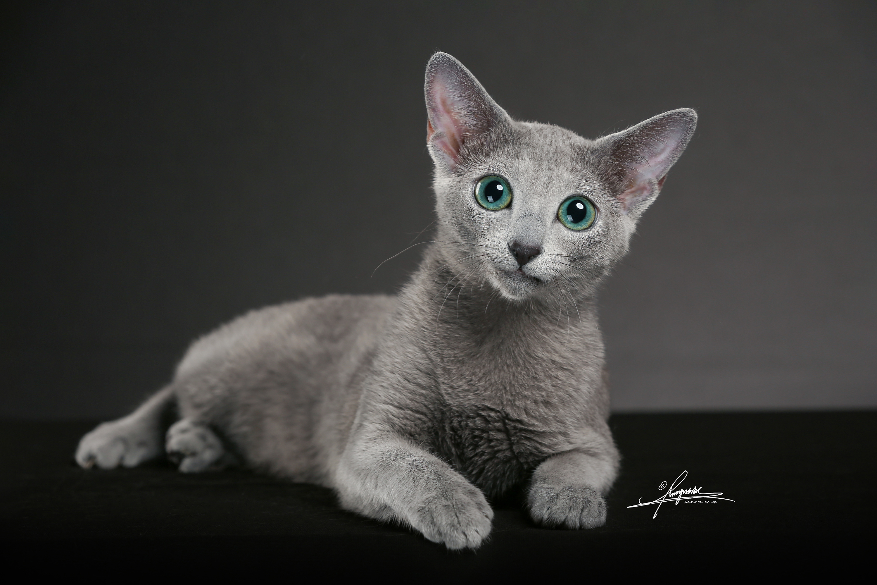 蓝猫小奶猫|摄影|宠物摄影|顾0晨 - 原创作品 - 站酷 (ZCOOL)