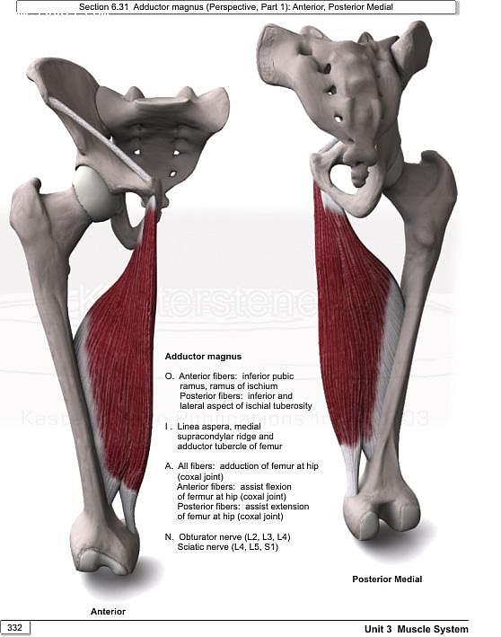 人体解剖骨骼肌肉-游戏原画cg3D建模资料