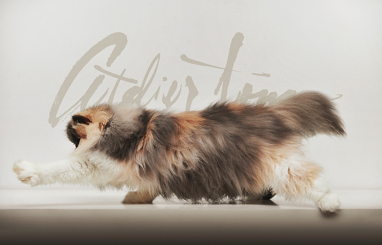 gazing凝视【动物摄影师何某某个人作品28】