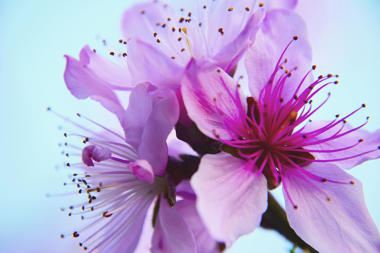 美艳桃花（图ZMjAxMTU1MjEy） - 产品摄影 - 站酷设计师Z03188214原创素材 - 站酷ZCOOL