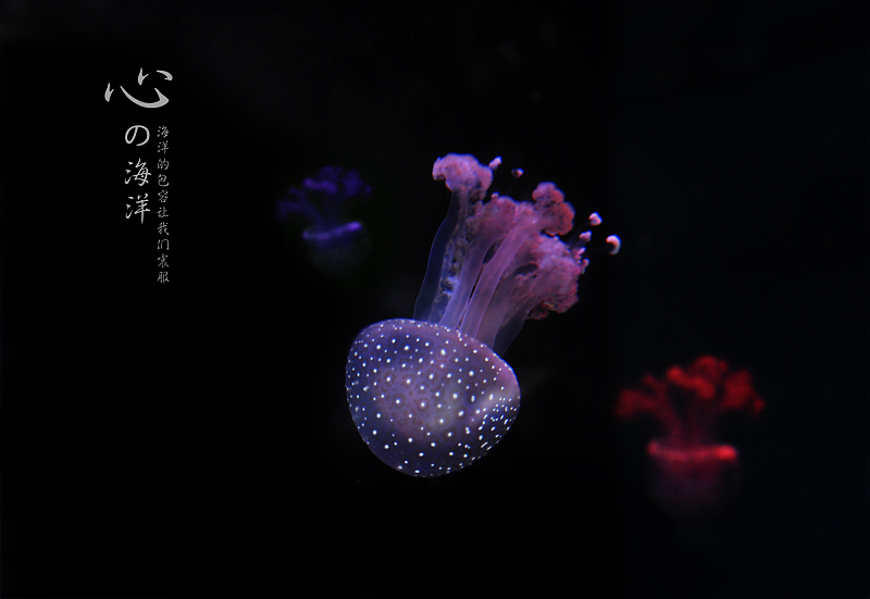 海洋世界走走看看，随手拍——水母篇（图ZNTg5NTc1Mg==） - 风光摄影 - 站酷设计师zqsundy原创素材 - 站酷ZCOOL
