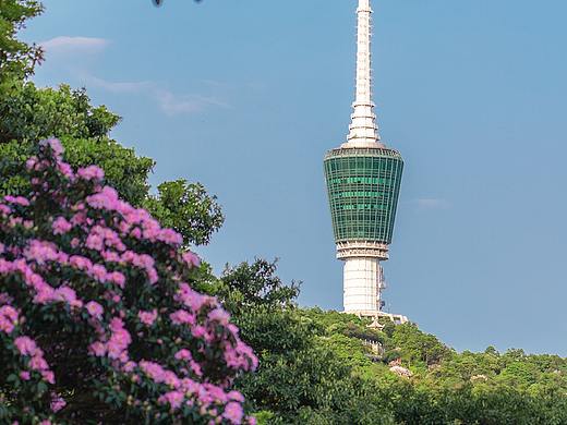 春游圣地丨深圳梧桐山花会
