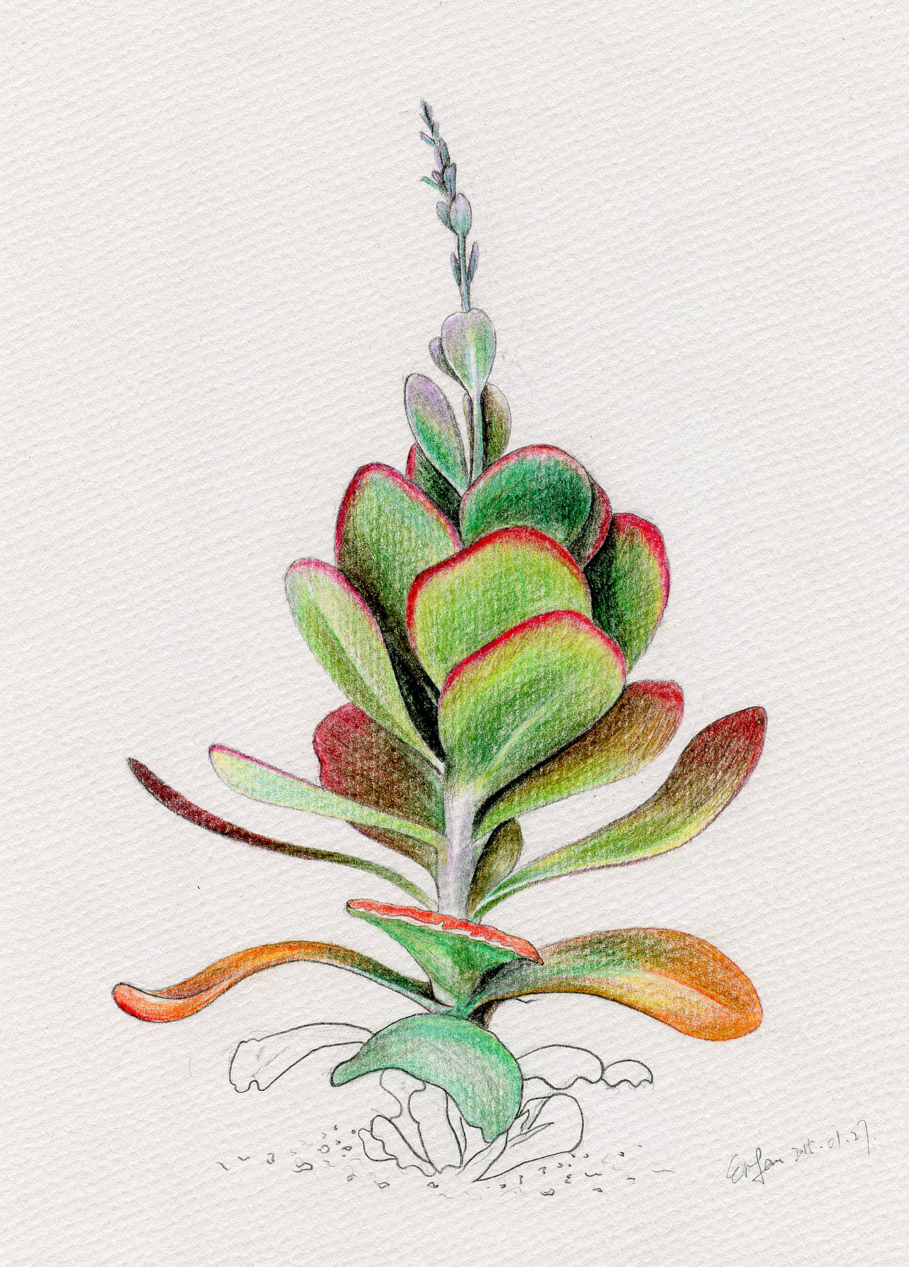 彩铅画（图ZMTM4MjMzMTA4） - 创作习作 - 站酷设计师Erfan原创素材 - 站酷ZCOOL