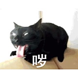 神宫寺冷君的头像
