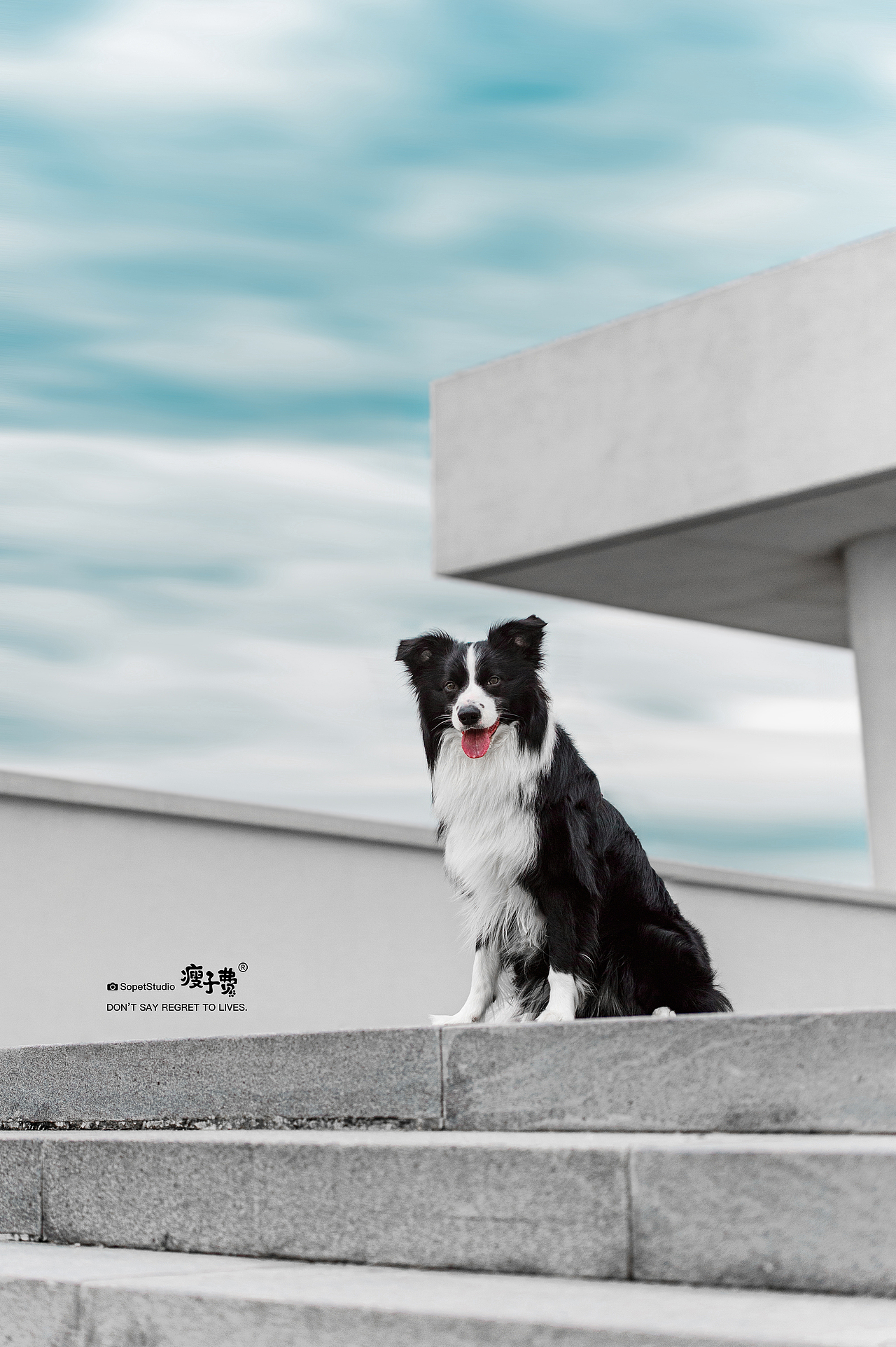 边牧喏喏（图ZMjY4MTc5Mjgw） - 宠物摄影 - 站酷设计师宠物摄影师瘦子费原创素材 - 站酷ZCOOL