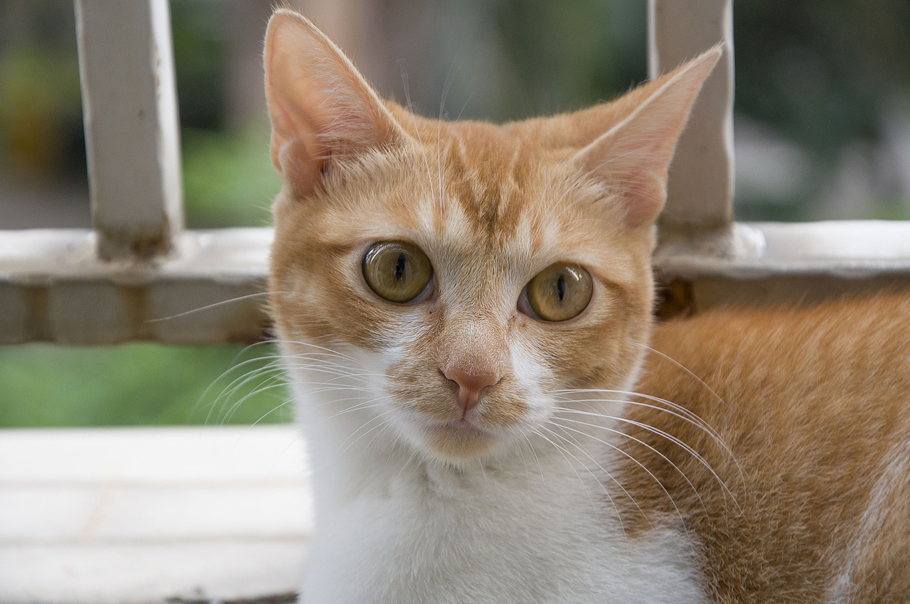 我家喵小奇。O(∩_∩)O哈哈~