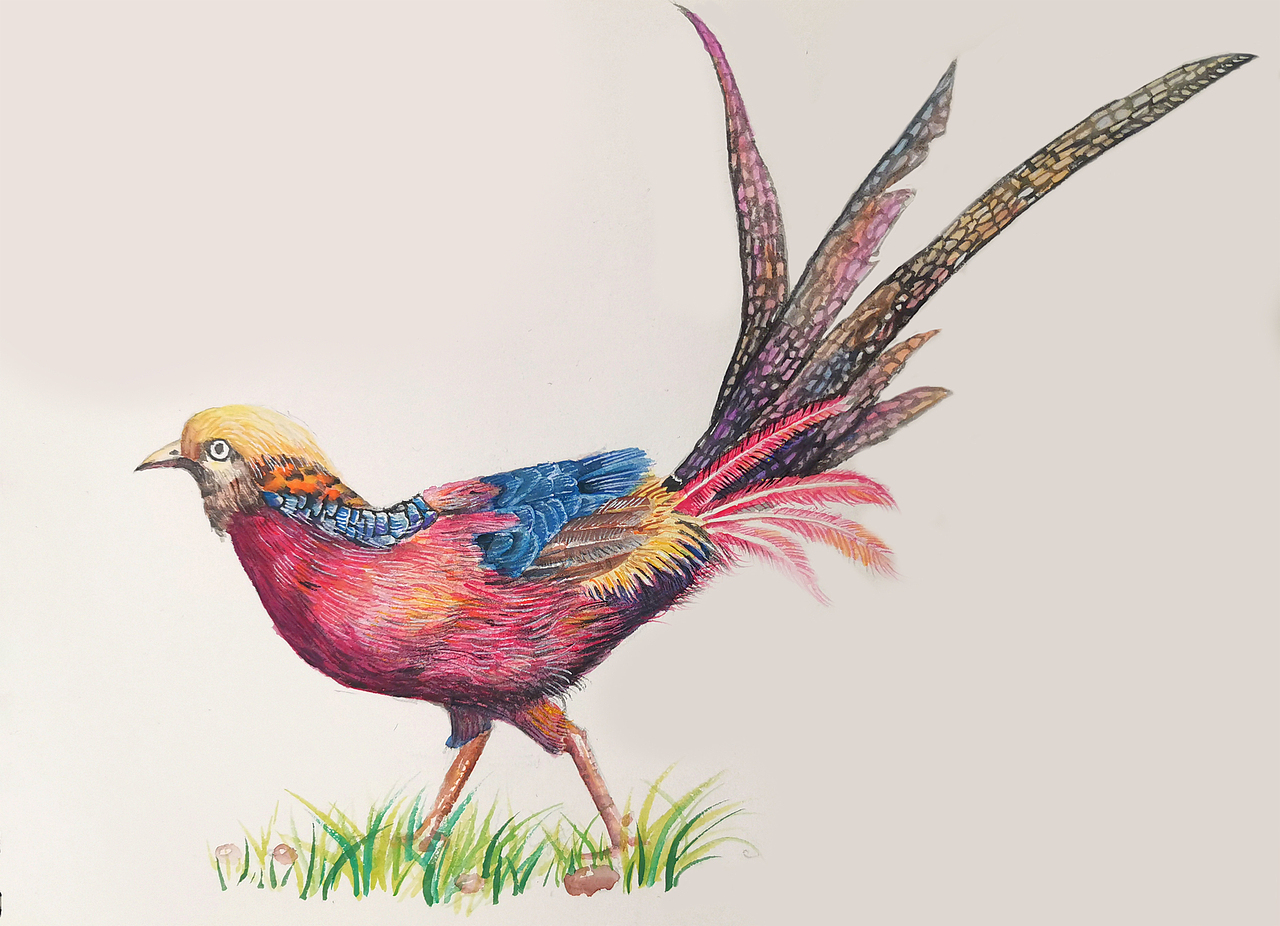 甲壳虫以及飞鸟练习