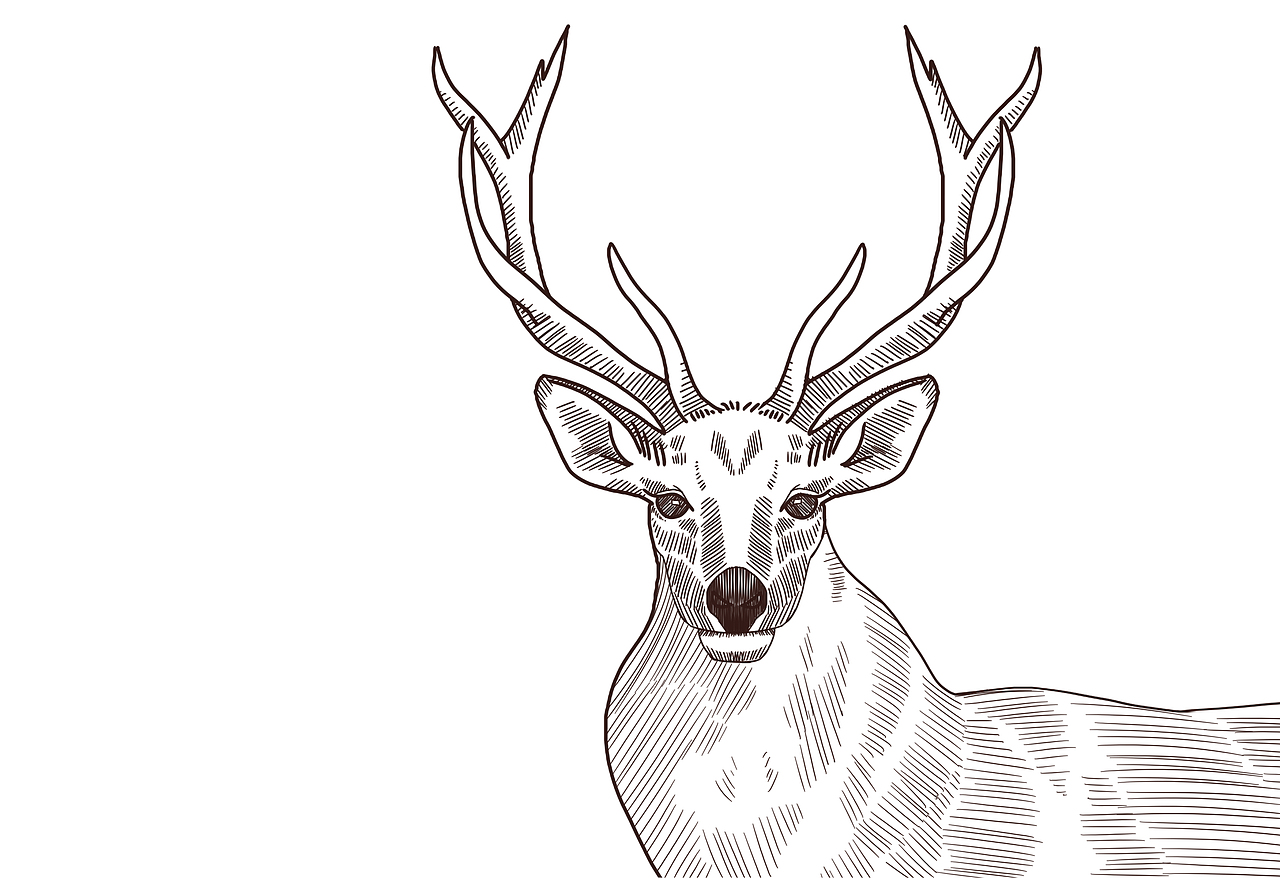 鹿的正面线稿简笔画