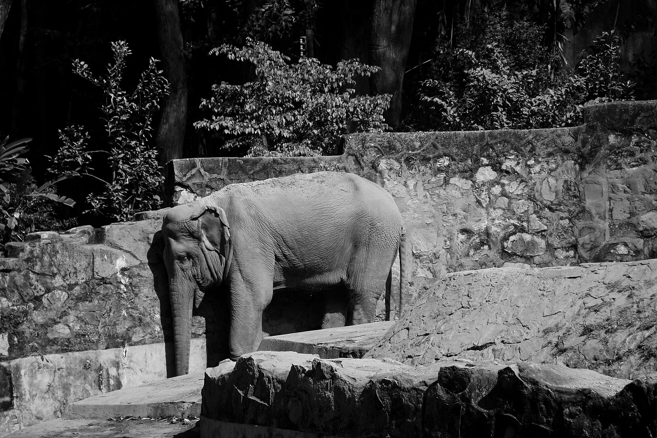 万物可爱（图ZMTk5OTY3NTM2） - 宠物摄影 - 站酷设计师小红帽JN原创素材 - 站酷ZCOOL