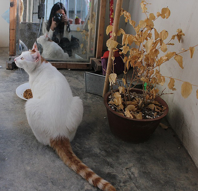 肥肉（图ZMjU2MTEzMDg=） - 宠物摄影 - 站酷设计师周小右原创素材 - 站酷ZCOOL