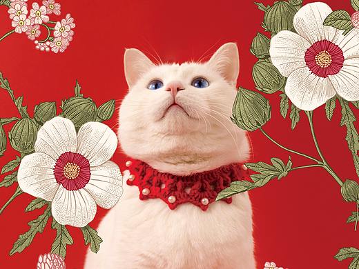 吉猫