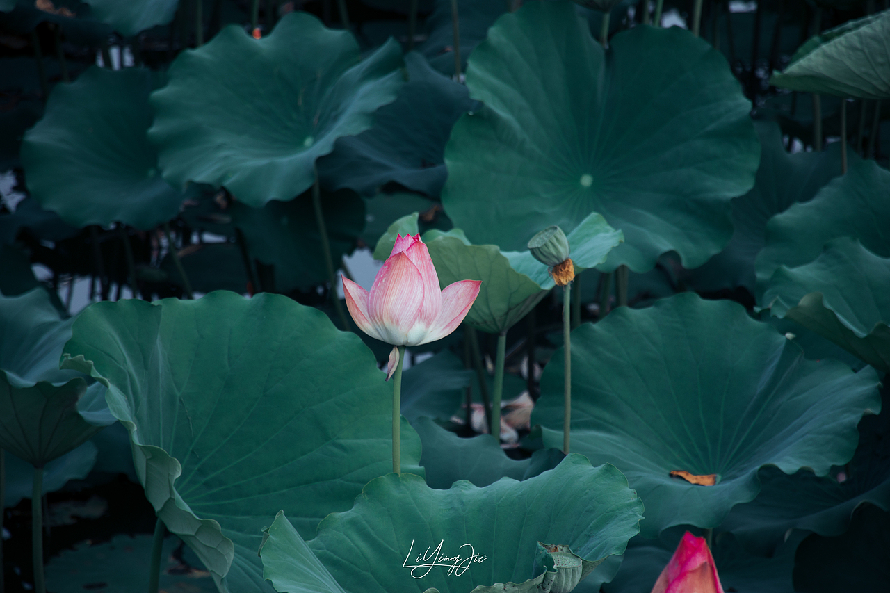 水出芙蓉（图ZMjEzNTkzMjg4） - 产品摄影 - 站酷设计师与海为邻原创素材 - 站酷ZCOOL