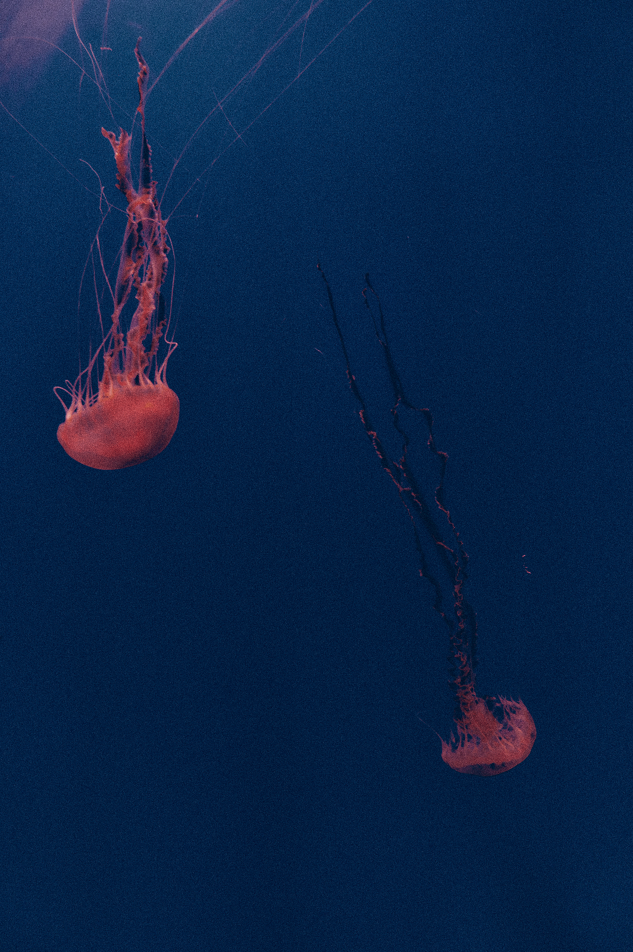 海洋馆大片（图ZMzY3MTQ5MjU2） - 时尚/艺术摄影 - 站酷设计师TimDong原创素材 - 站酷ZCOOL