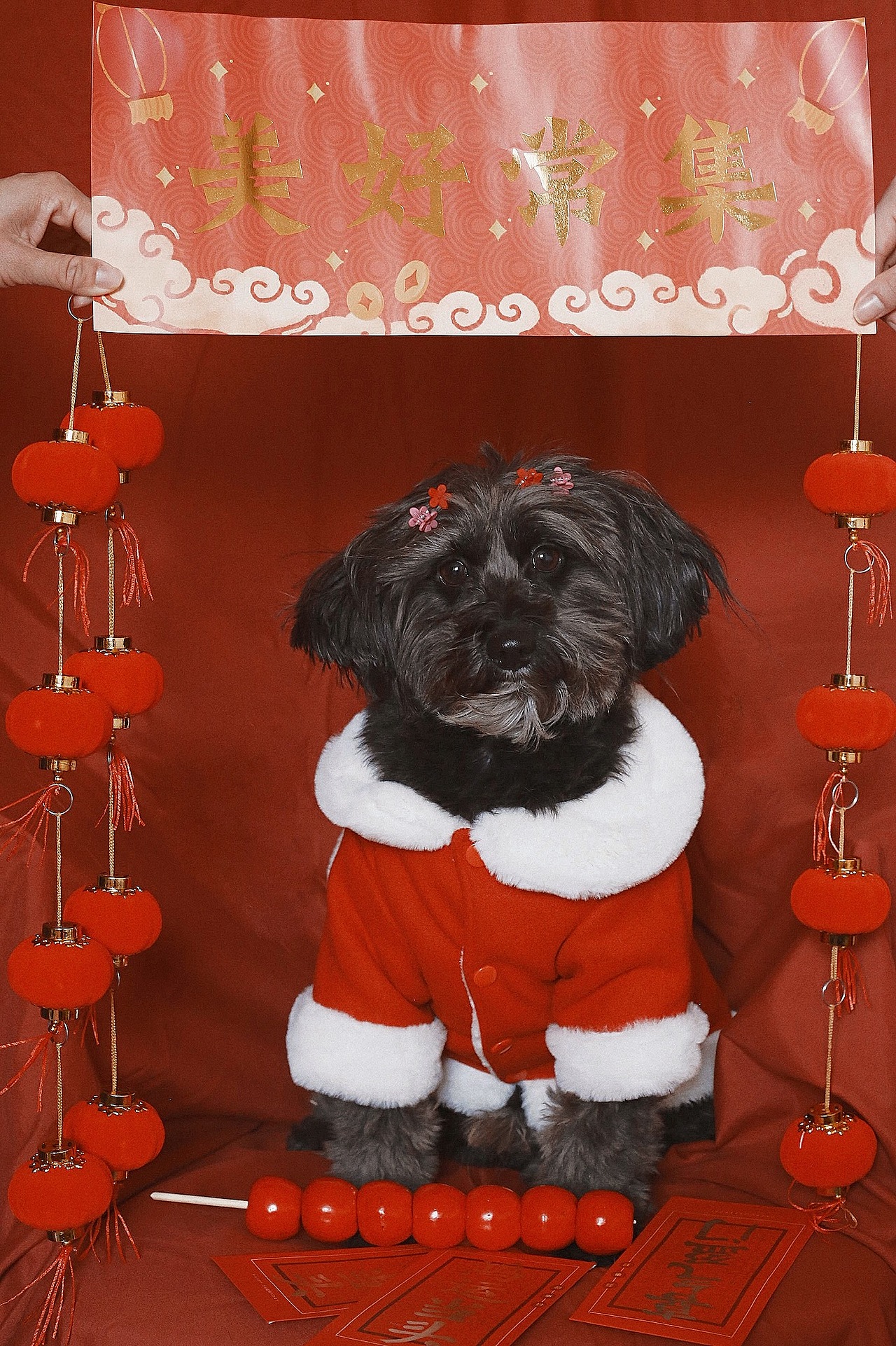 新年好运（图ZMjM5MTI1Mjky） - 宠物摄影 - 站酷设计师跳跃的米豆原创素材 - 站酷ZCOOL