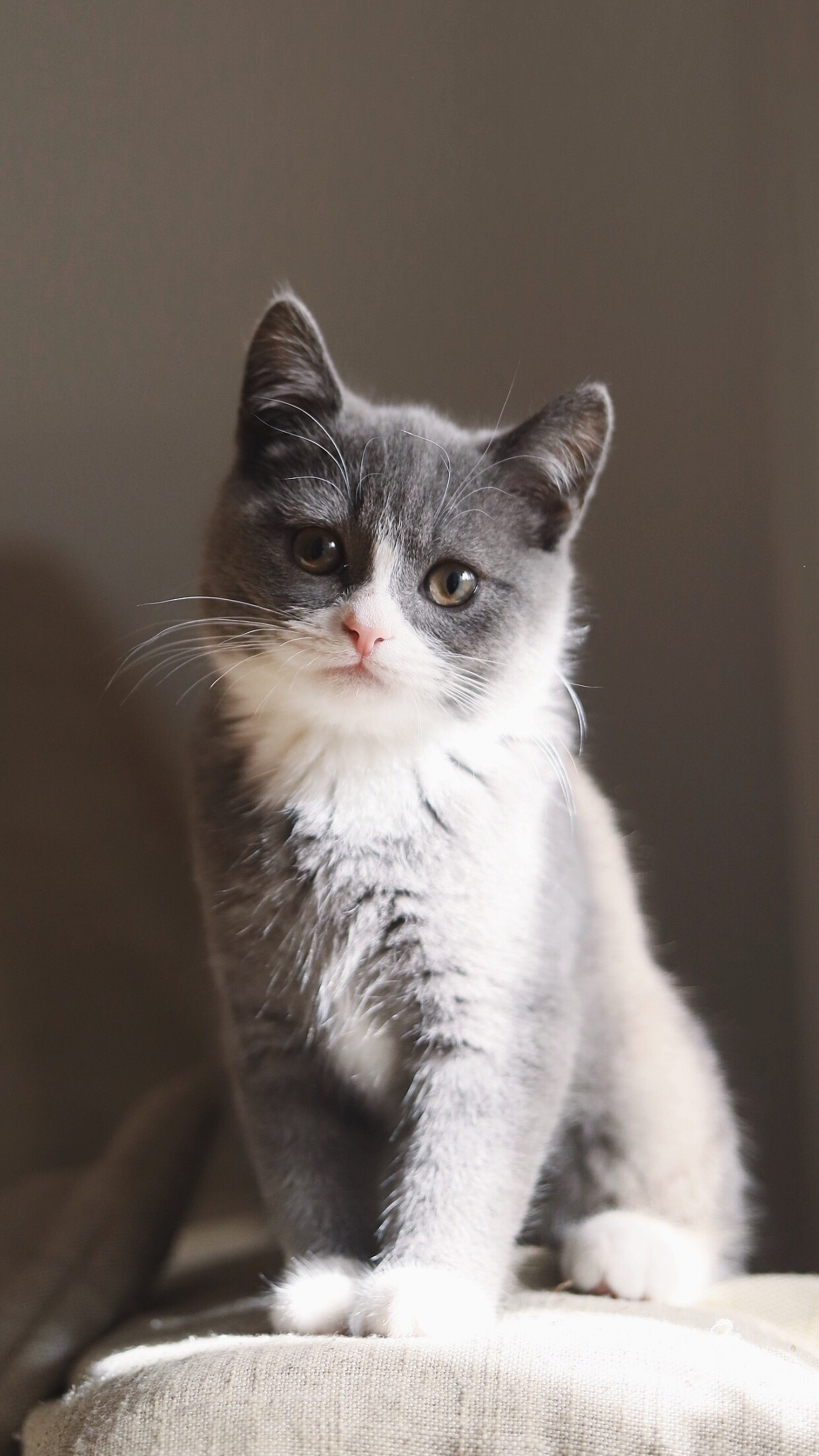 1242_2208竖版 竖屏