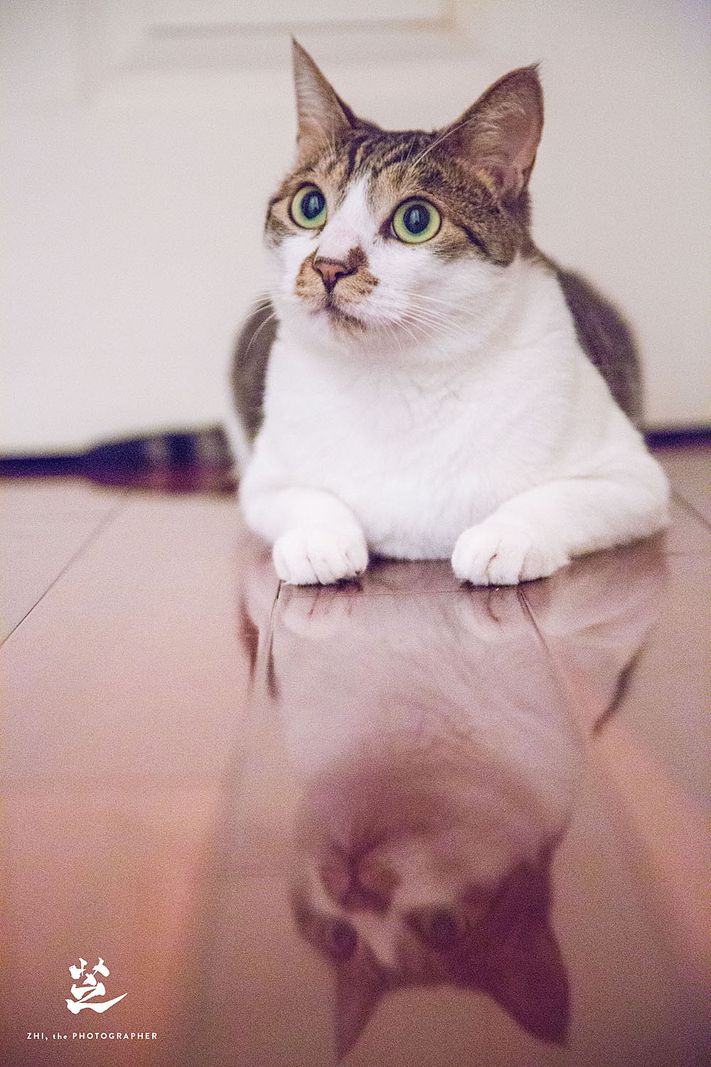 清新喵像·胖喵呜