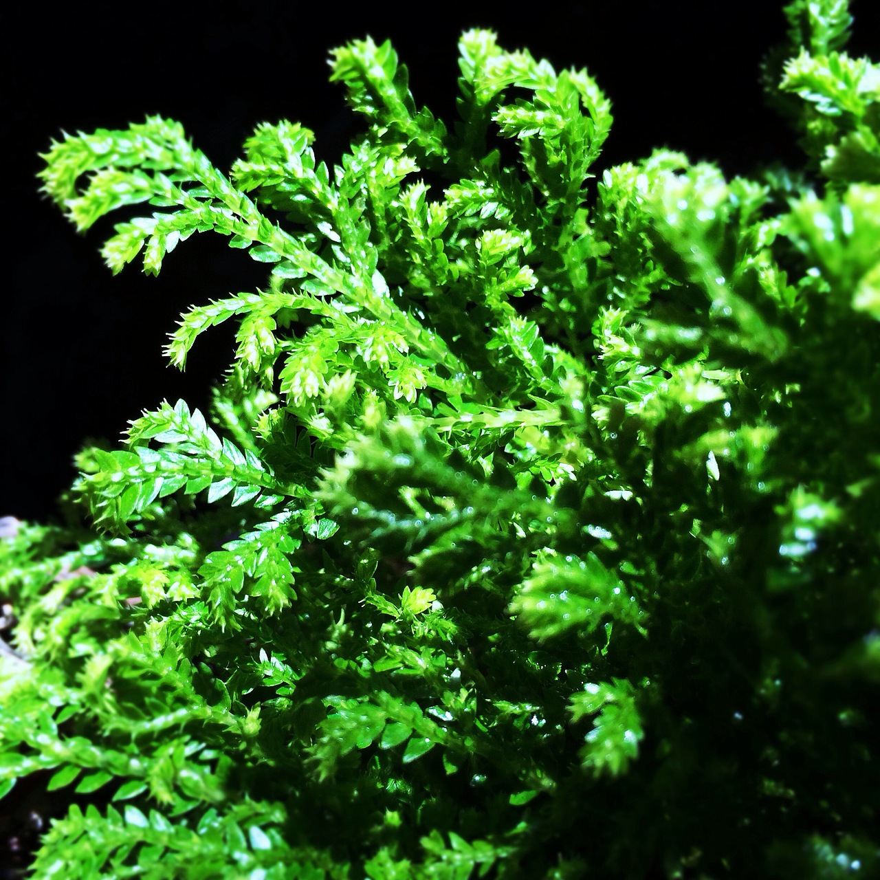 手机微距摄影作品-春日的气息