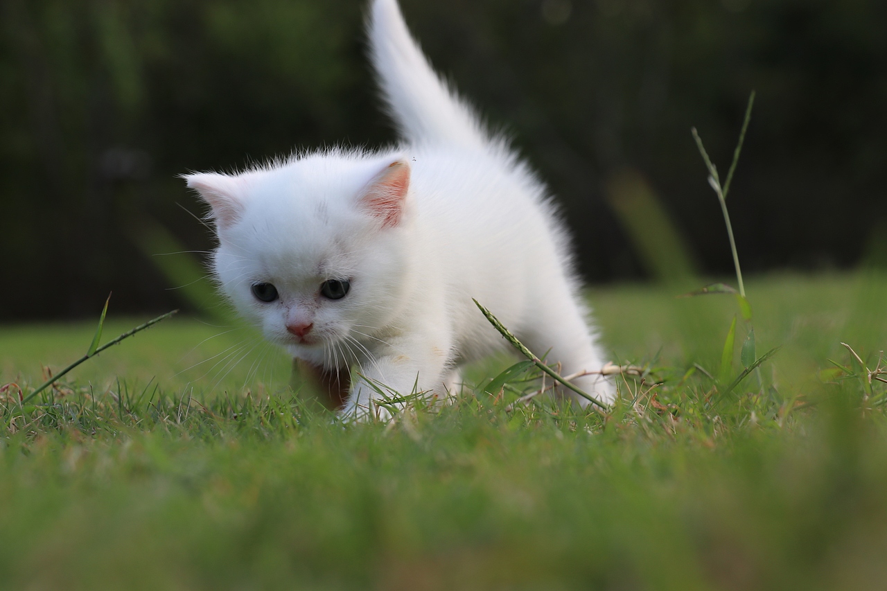 803英短纯白-公-34day478g