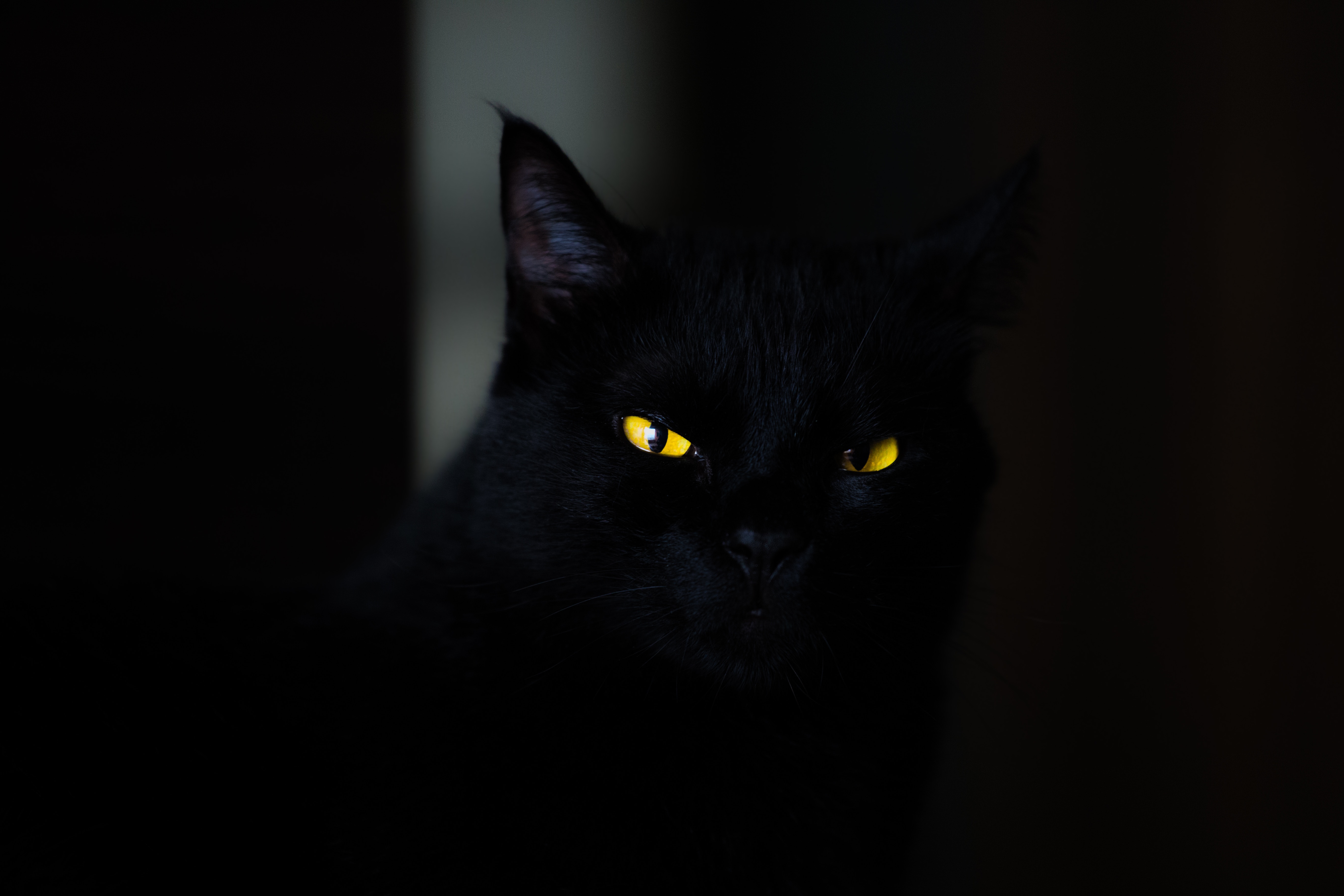 黒猫様的个人主页（封面预览） - 主页封面设置 - 站酷设计师黒猫様原创素材 - 站酷ZCOOL