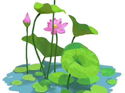 荷花