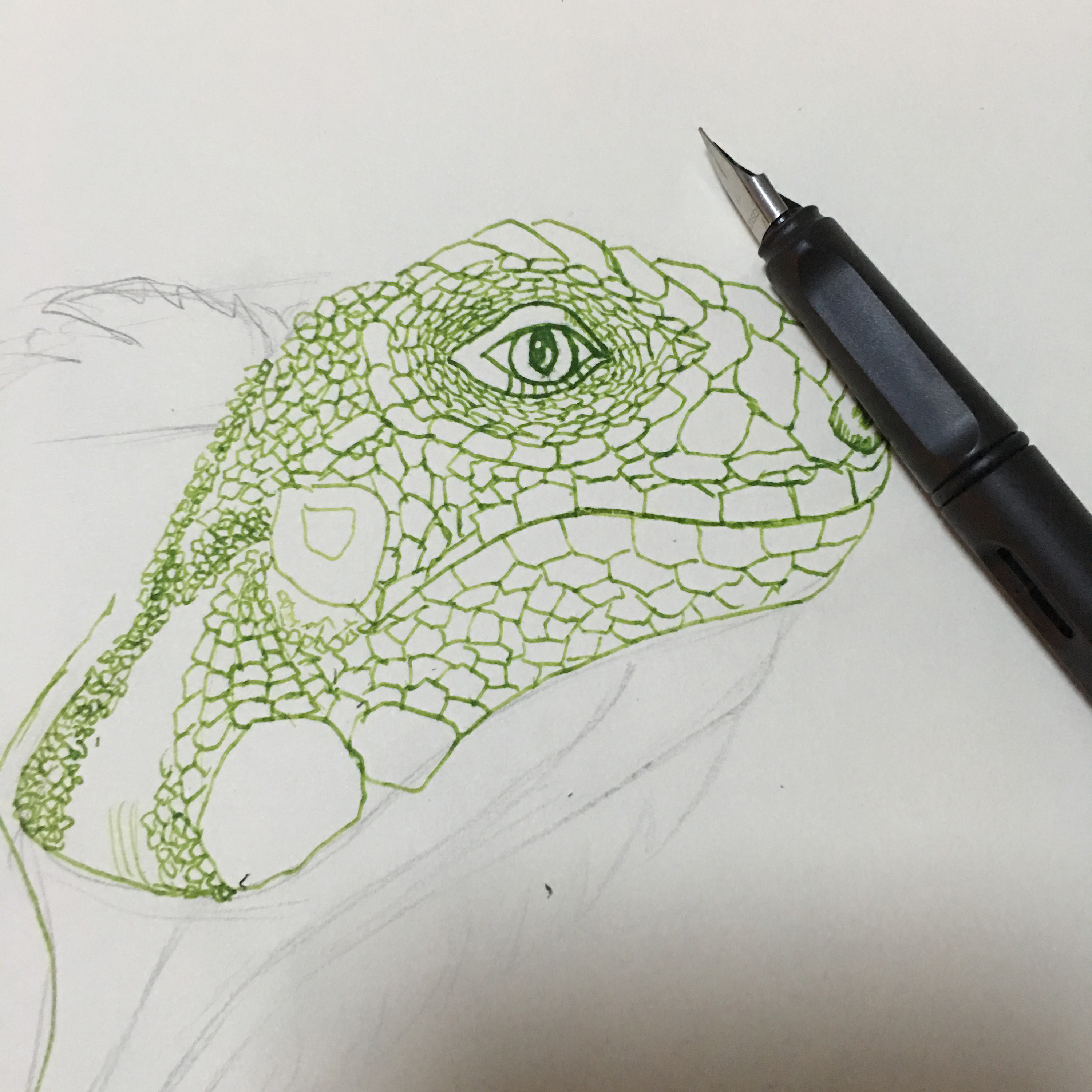 钢笔手绘——绿鬣蜥
