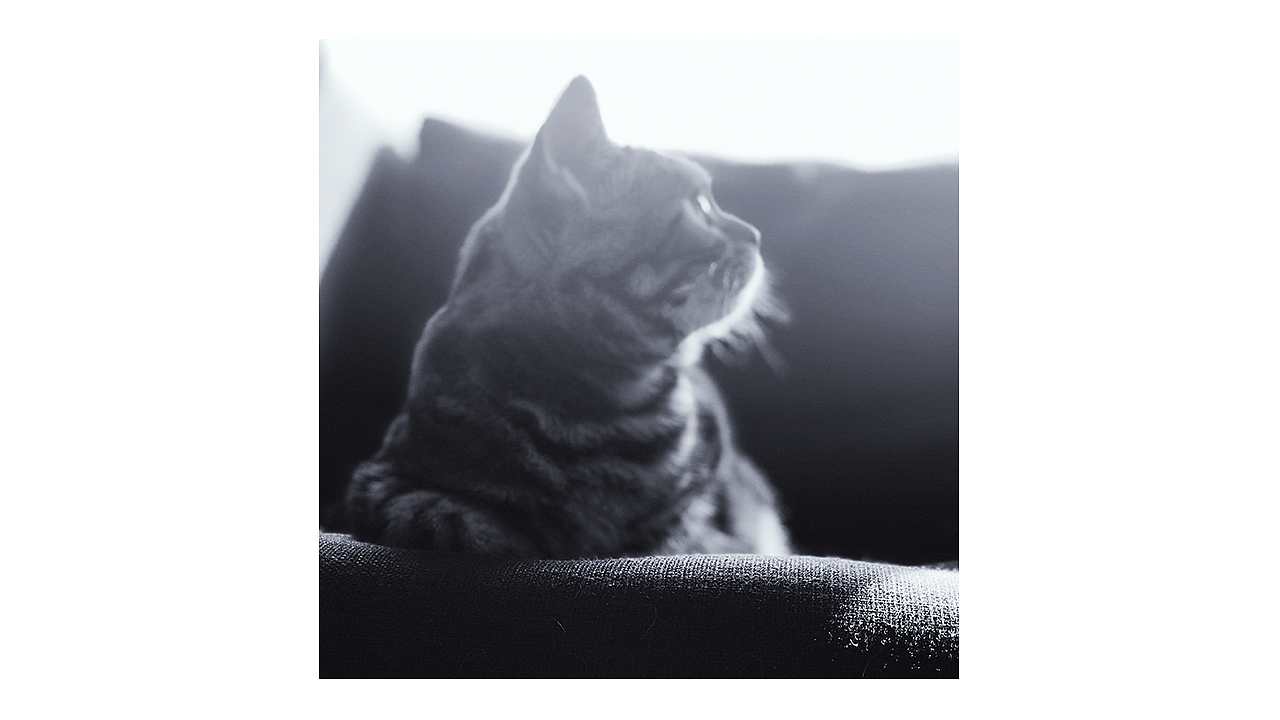 喵主子半歲啦~（圖ZMTA5Mjk3MjA0） - 人文/紀(jì)實攝影 - 站酷設(shè)計師Miss_Mo原創(chuàng)素材 - 站酷ZCOOL