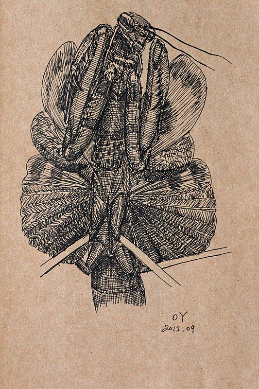 OY励志手绘:一天十画(图ZNzAwMTQyOA==) - 商业插画 - 站酷设计师欧阳鹏杰_OY原创素材 - 站酷ZCOOL