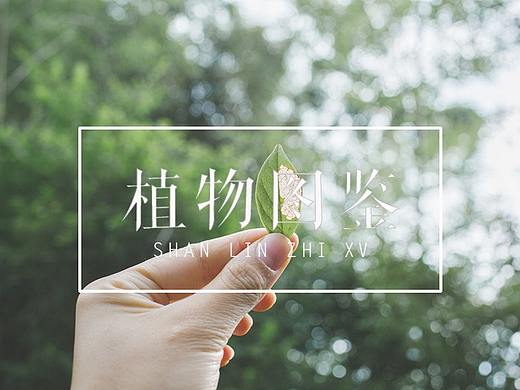 植物图鉴（二）│ 多 闻 草 木 少 识 人