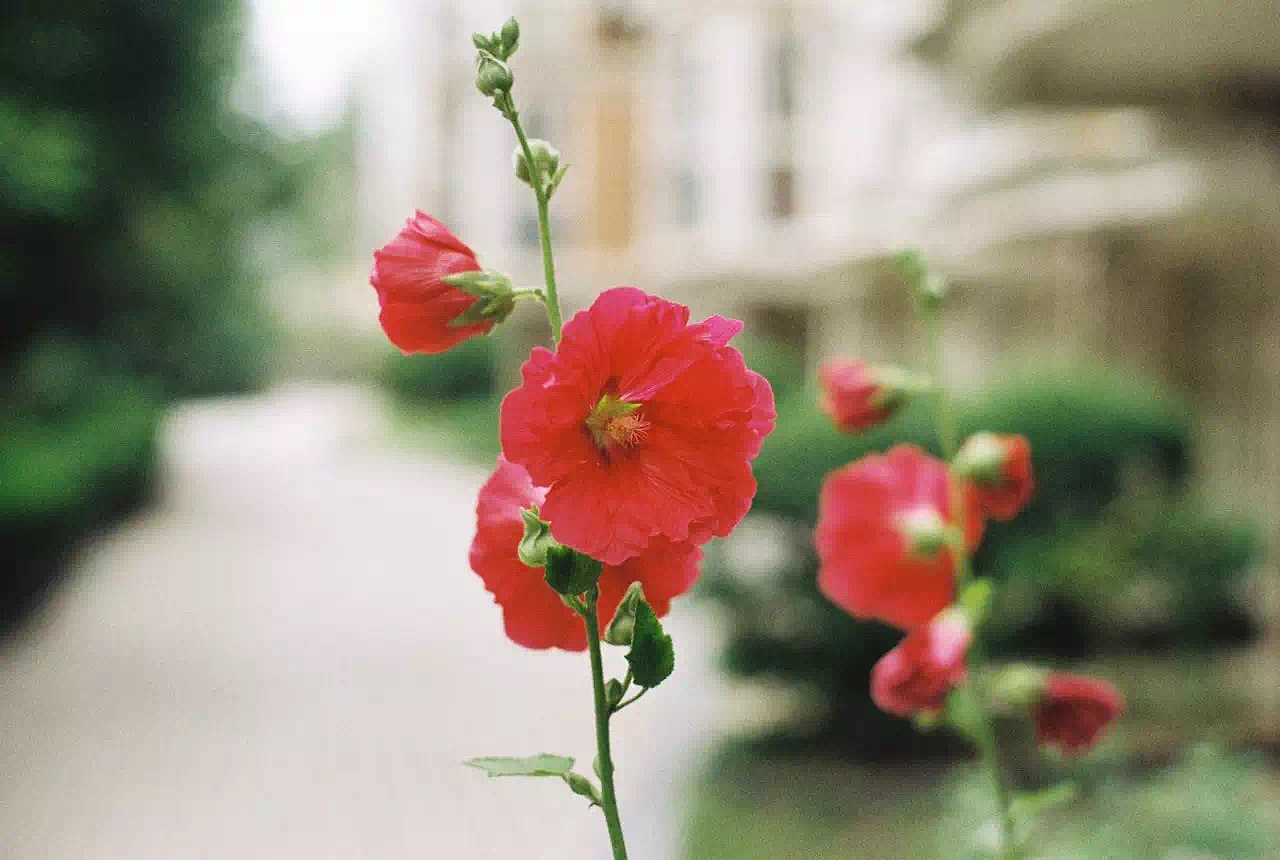 胶片随记🎞️（图ZMTgxMjY3MDg4） - 人像摄影 - 站酷设计师Colin越原创素材 - 站酷ZCOOL