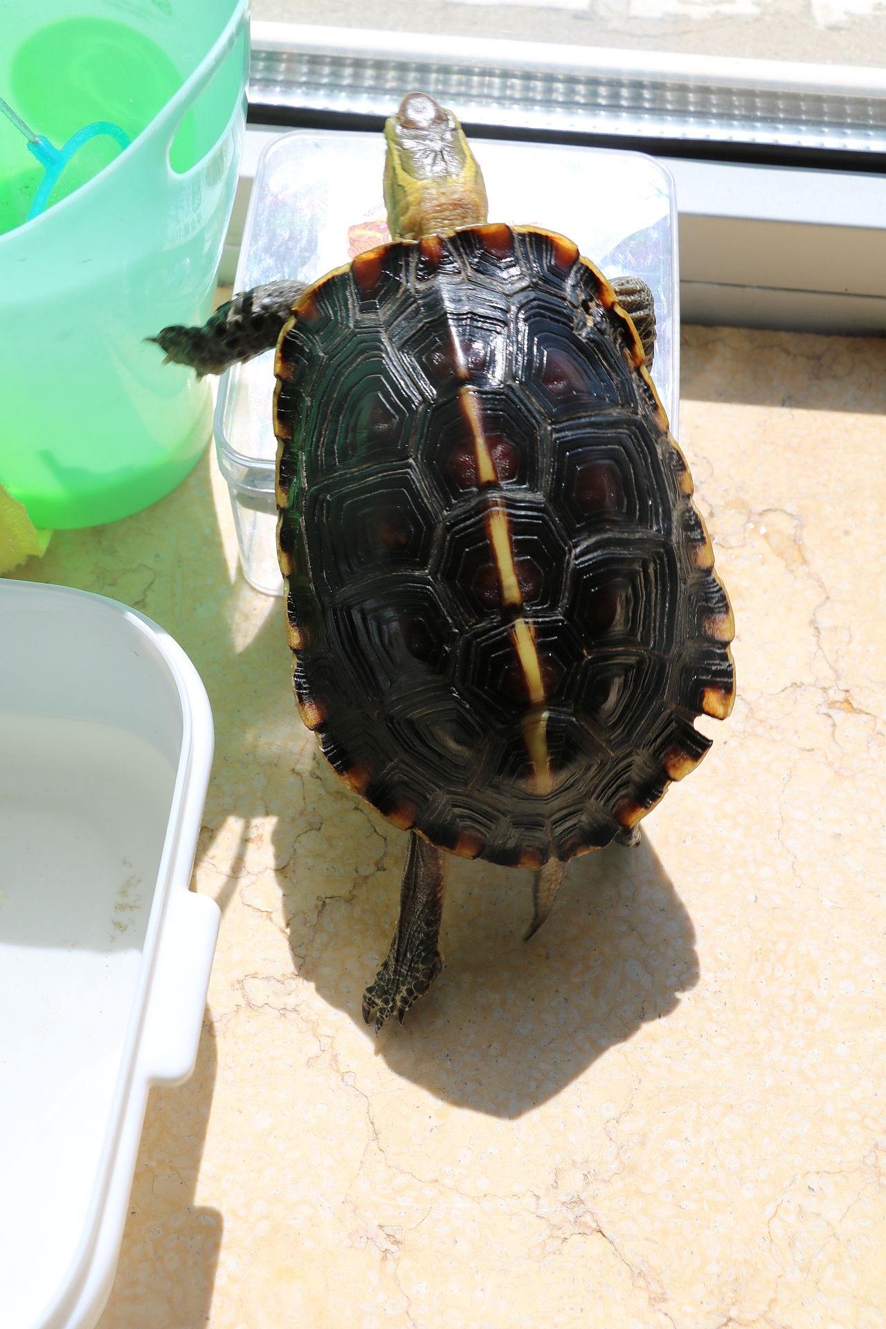 国家二级保护动物黄缘闭壳龟