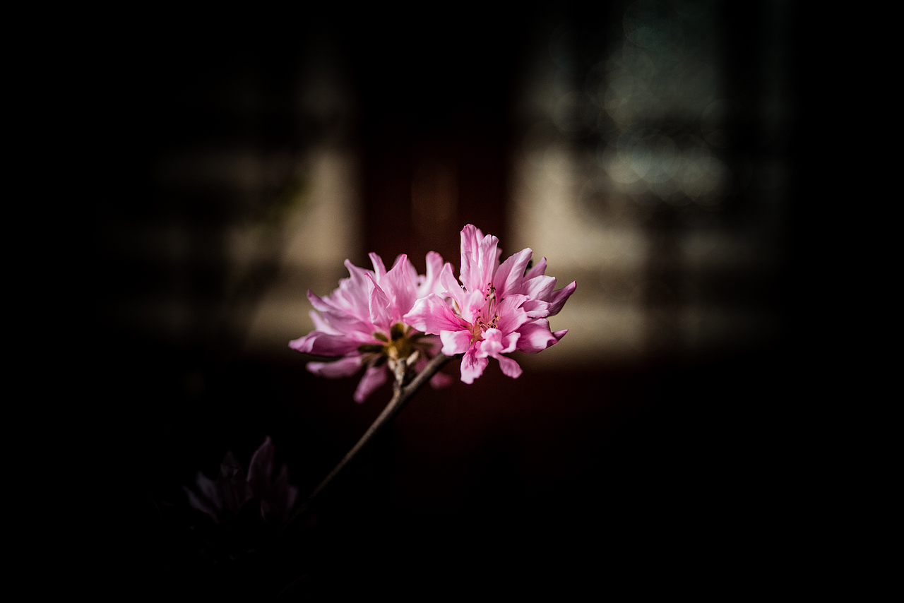 寻梅（图ZMTA4Njc0MzY0） - 产品摄影 - 站酷设计师姚澈Cheyo原创素材 - 站酷ZCOOL