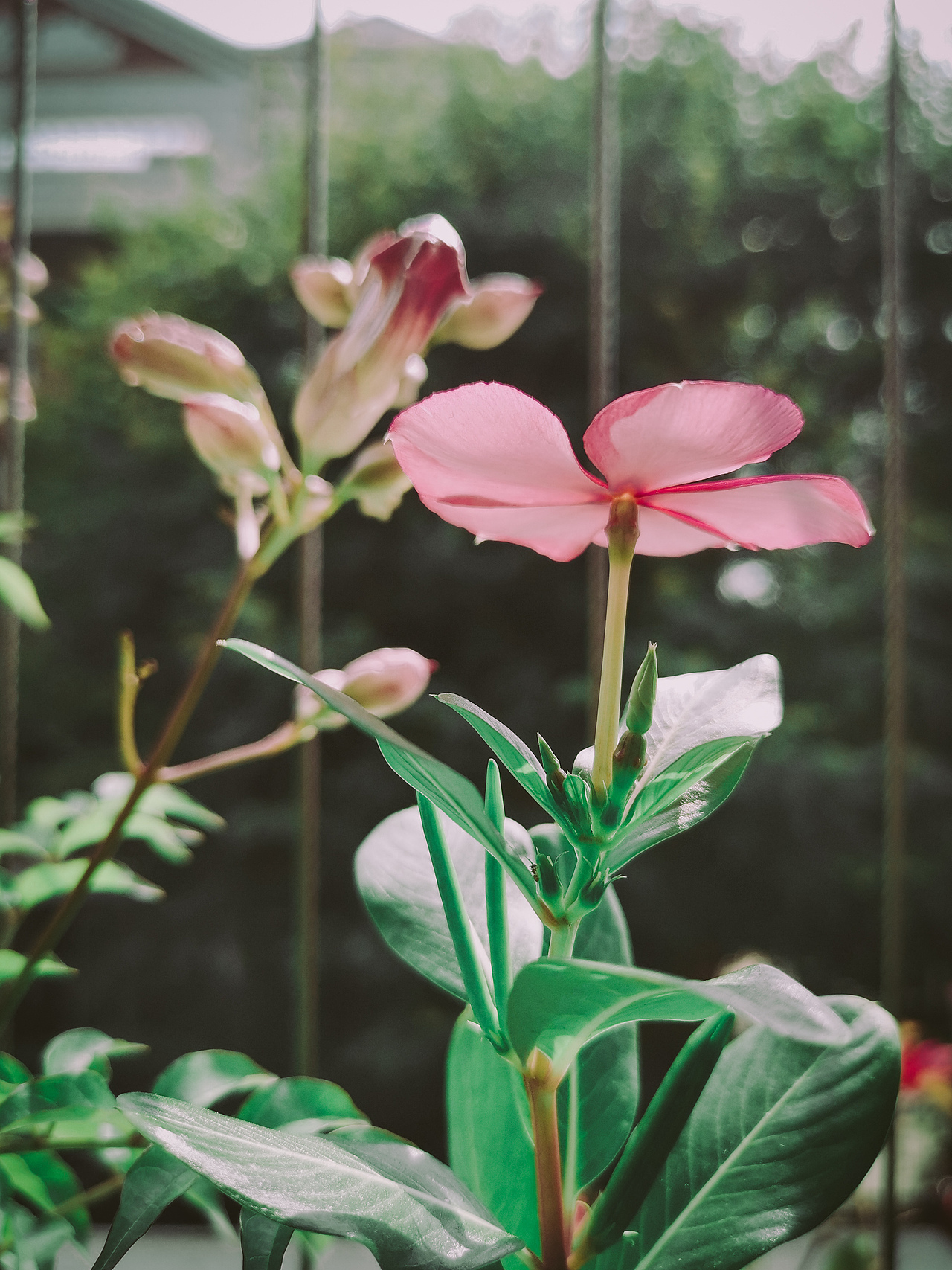 【手机摄影】客串日系老法师