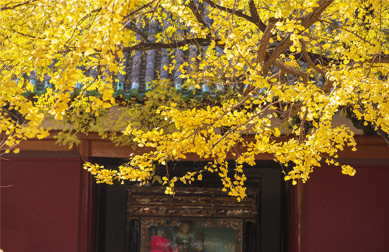 古建筑摄影:嵩山少林寺的秋