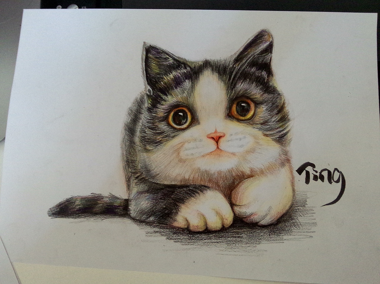 彩铅喵咪和鸟