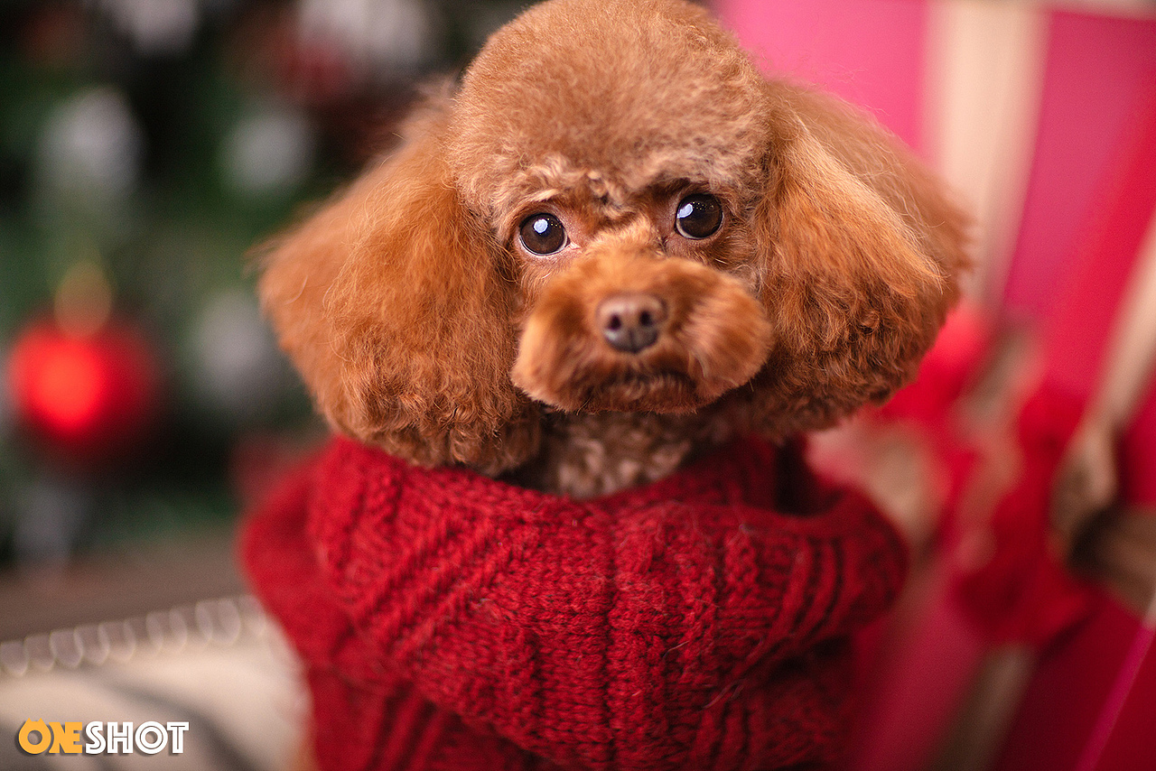 2018圣诞合集第一弹丨你的圣诞礼物又到啦!