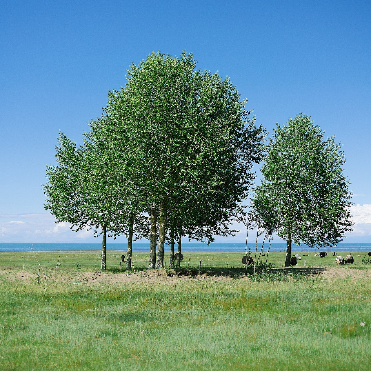 青海湖边（图ZMjE2NzE2ODQ0） - 风光摄影 - 站酷设计师再见陈生原创素材 - 站酷ZCOOL