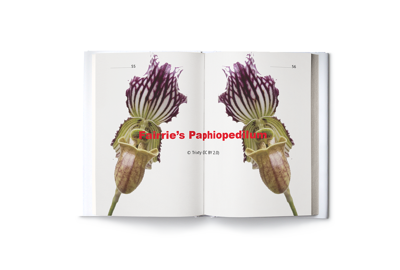 物种的消失或存在-自制书籍（图ZMjIwMjUwNDM2） - 书籍/画册 - 站酷设计师陈怡YiChen原创素材 - 站酷ZCOOL