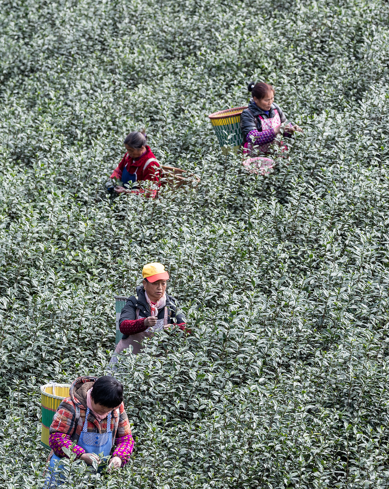 2019年2月16日,重庆市南川区南城街道半溪河社区茶农在采摘早春茶。