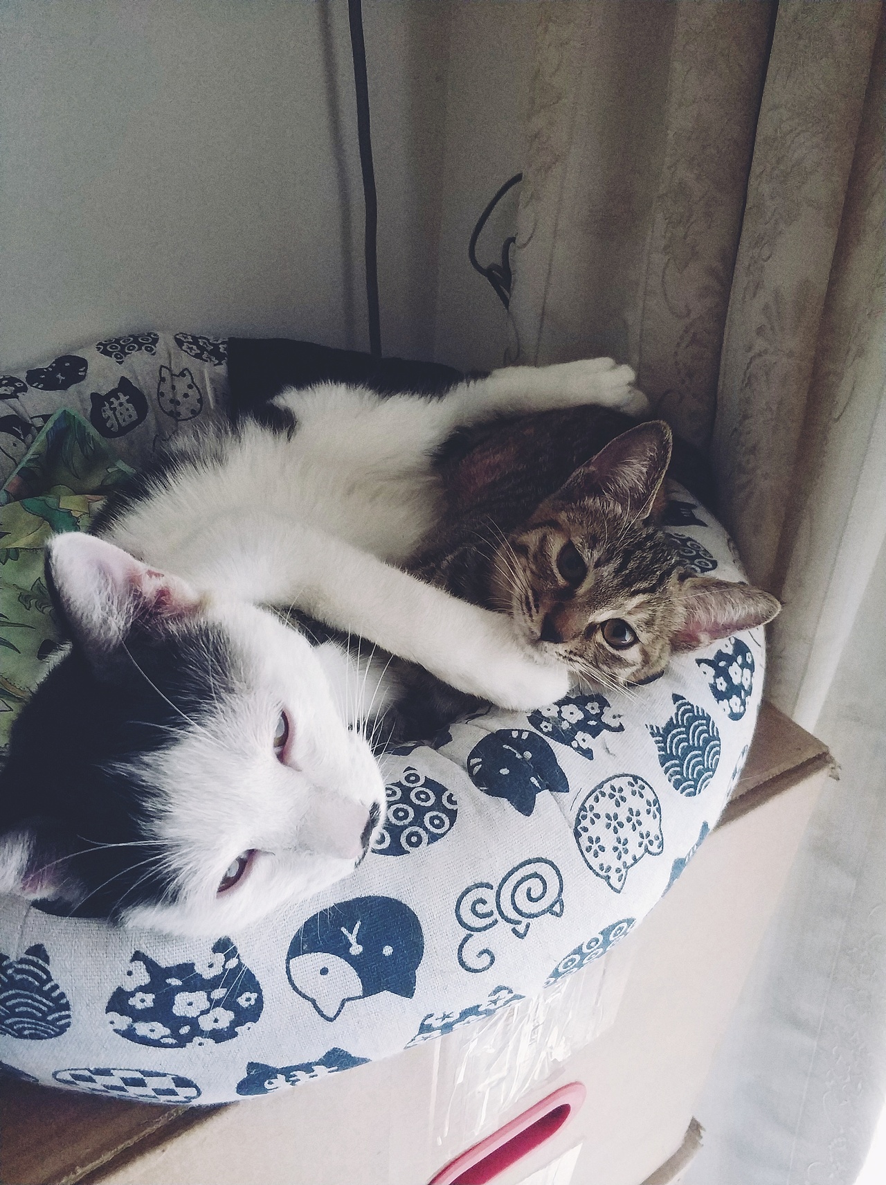 我今天想晒猫了（图ZMTU1NDM3Mjg0） - 宠物摄影 - 站酷设计师大何呵呵原创素材 - 站酷ZCOOL