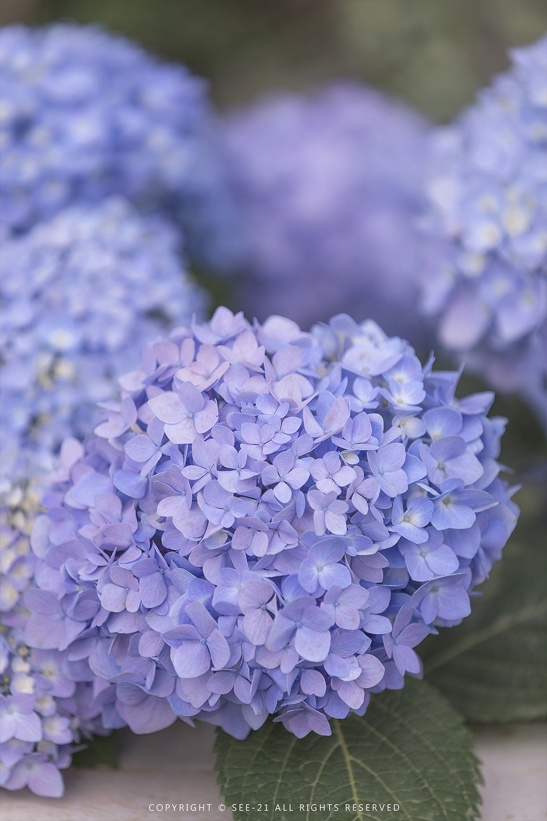 初夏的颜色 ​​​​ 无尽夏（图ZMTE0NDI2MDQ4） - 风光摄影 - 站酷设计师See21原创素材 - 站酷ZCOOL