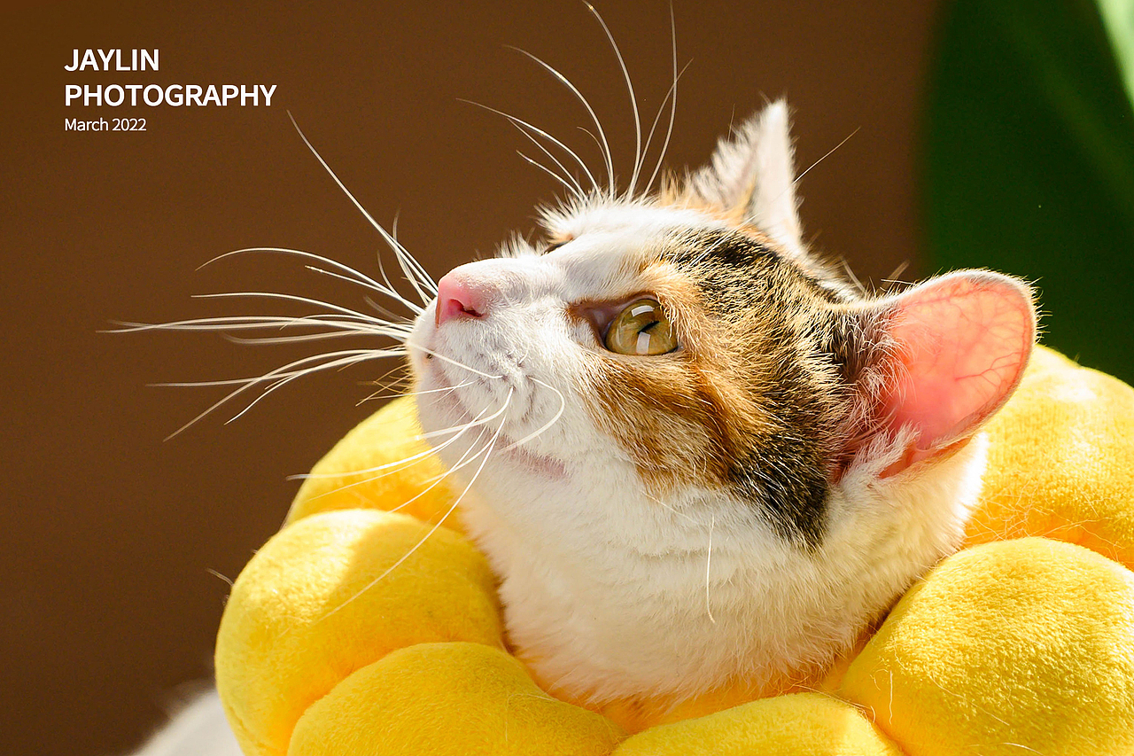 Jaylin｜湯湯日記（圖ZMjkzMTE5NjY0） - 寵物攝影 - 站酷設(shè)計(jì)師阿宅Jaylin原創(chuàng)素材 - 站酷ZCOOL