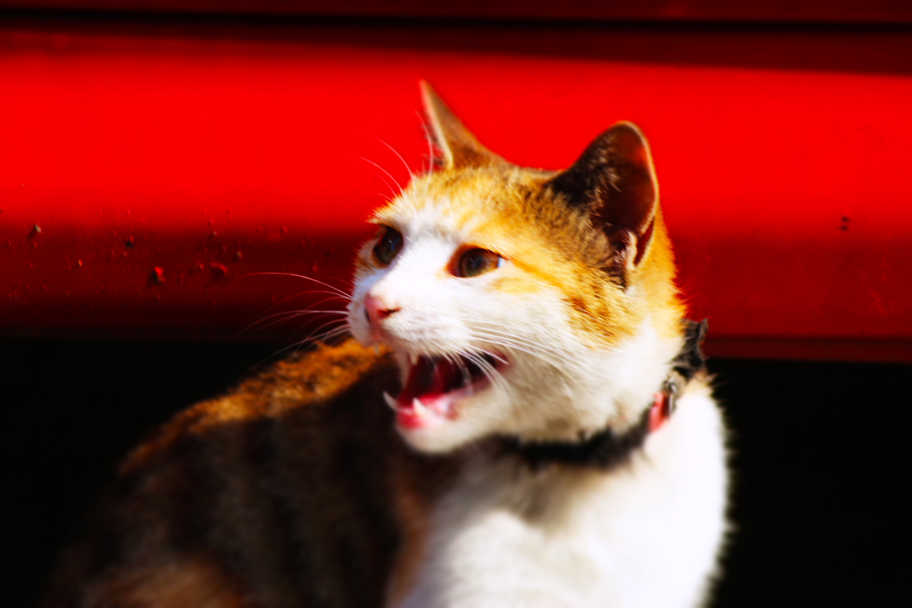 动物-特写-抓拍