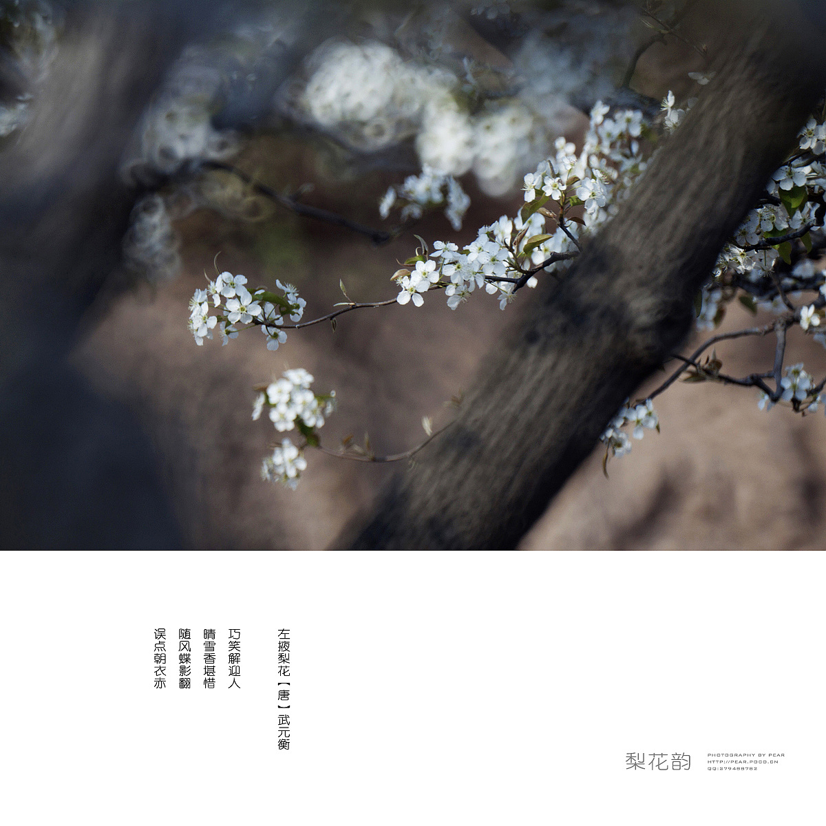 梨花韵（图ZMjY4MDMzNjg=） - 风光摄影 - 站酷设计师pear1103原创素材 - 站酷ZCOOL