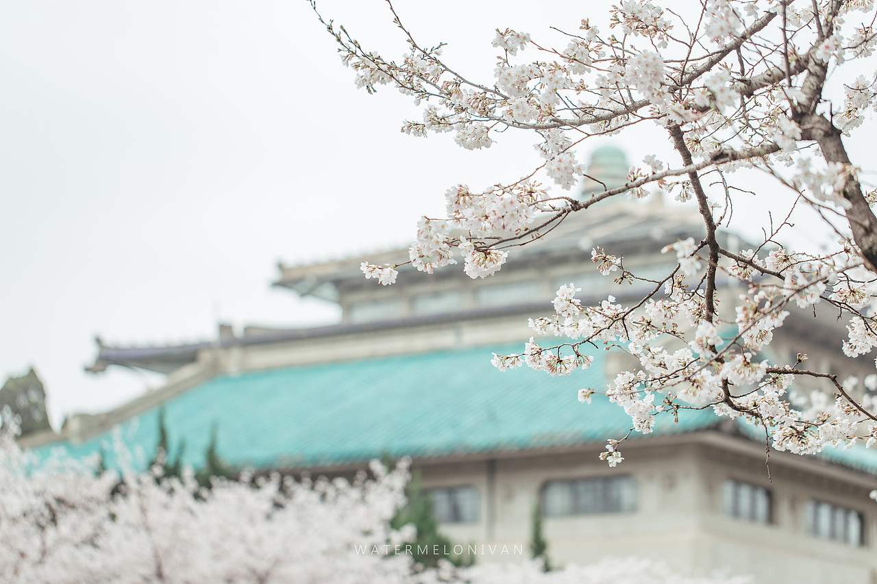 珞山樱（图ZMTA5NzUwMjQ4） - 风光摄影 - 站酷设计师西瓜不要太郎原创素材 - 站酷ZCOOL