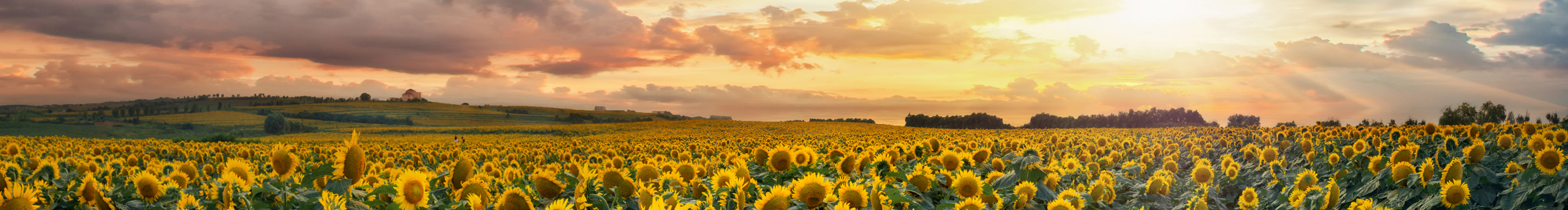 梧桐Z的个人主页（封面预览） - 主页封面设置 - 站酷设计师梧桐Z原创素材 - 站酷ZCOOL