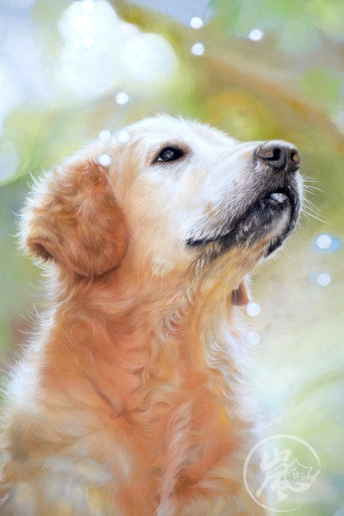 色粉画阳光下的金毛