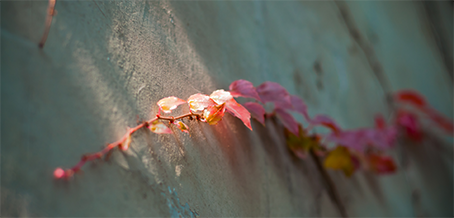 覓影文創(chuàng)的個人主頁（背景預(yù)覽） - 主頁背景設(shè)置 - 站酷設(shè)計師覓影文創(chuàng)原創(chuàng)素材 - 站酷ZCOOL