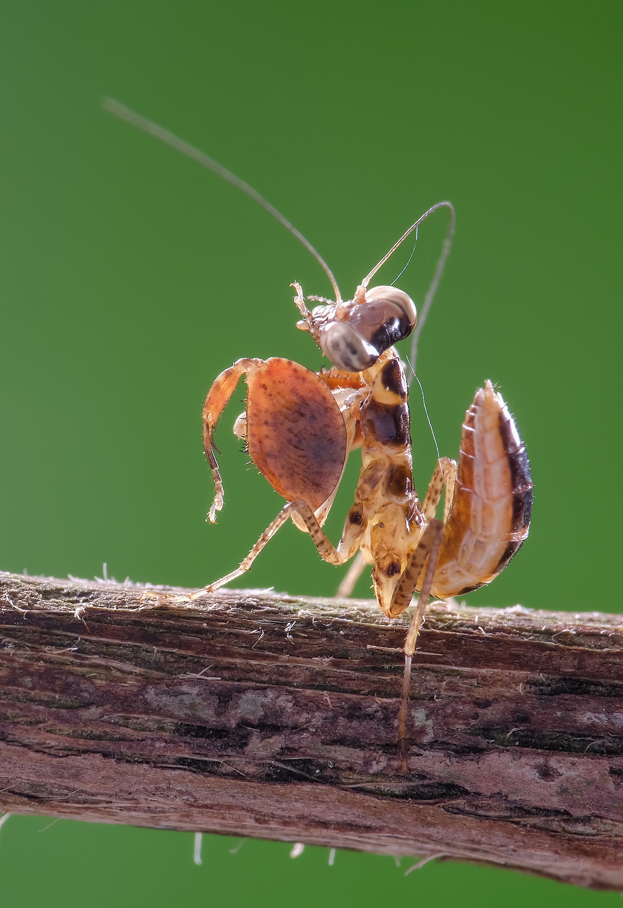 拳击螳,只有几毫米.蚂蚁大小般