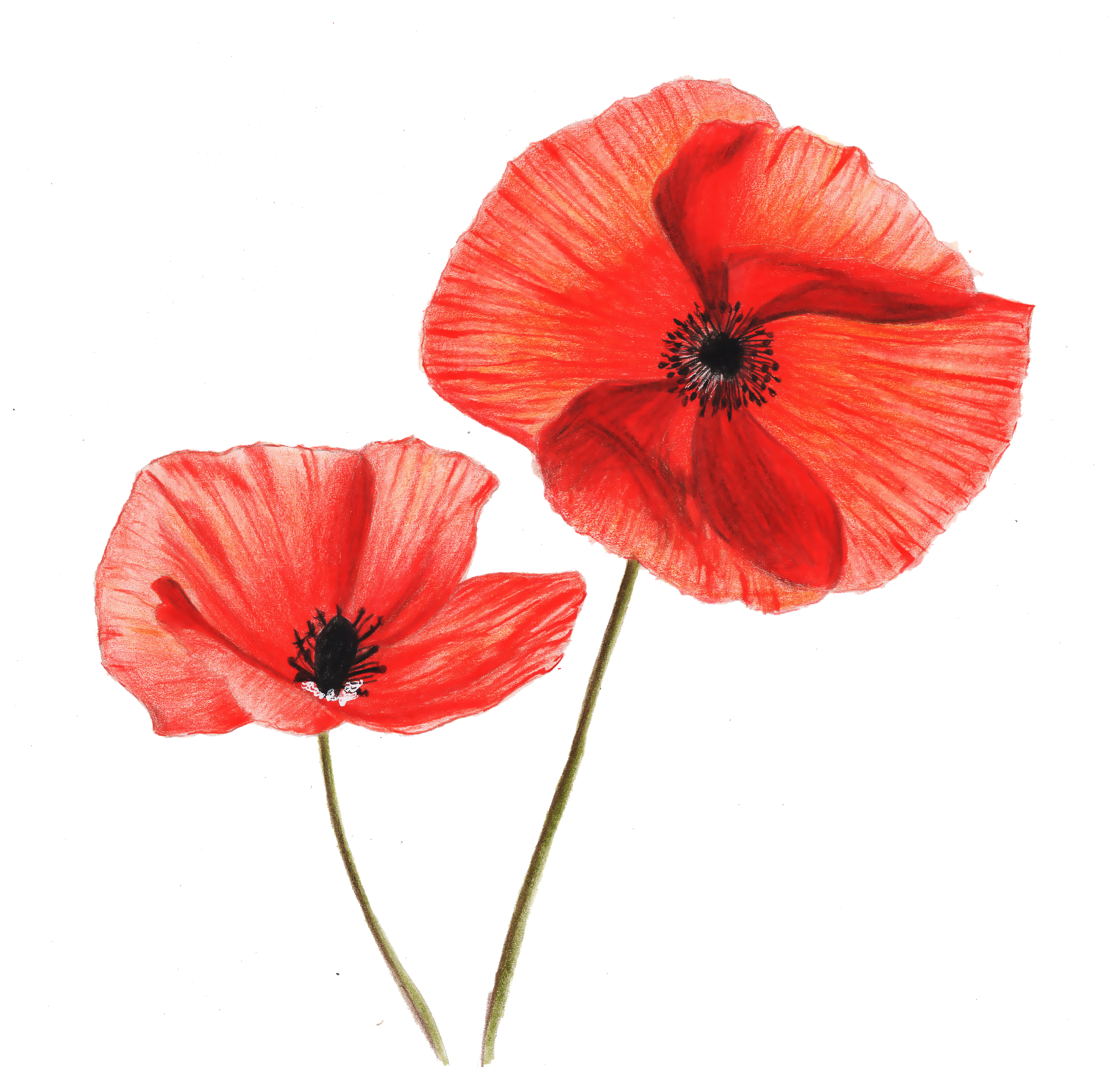 【驴大萌彩铅教程171】手绘鲜花 红色罂粟花